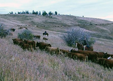 Canada-Alberta-Porcupine Hills Working Ranch and Round Ups